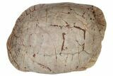 Inflated Fossil Tortoise (Stylemys) - South Dakota #192060-5